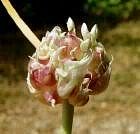 a garlic bulbils in flower