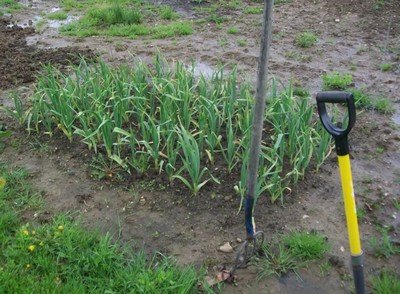 garlic growing in a bed