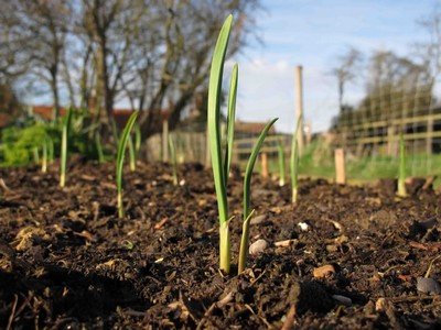 Emerging garlic plants from the soil.
