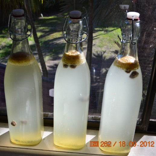 3 bottles of homemade ginger beer on a window sill.