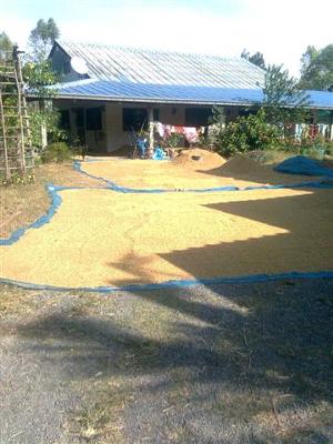 drying rice