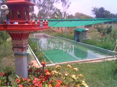 natural swimming pool & fishpond