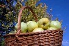 Apple trees thumbnail