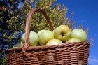 Growing apple trees