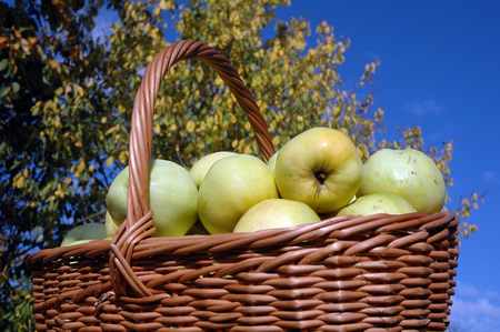 Harvesting apples in a wicker basket
