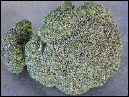 growing broccoli