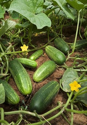 growing cucumbers