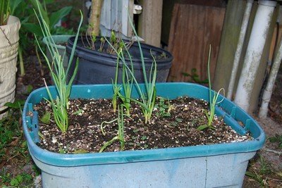 Growing garlic in plastic containers