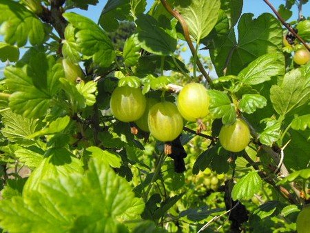 Growing gooseberries in the sun