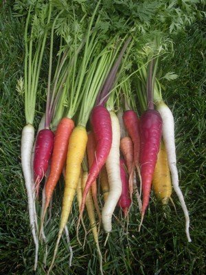 a harvest of heirloom carrots recently grown