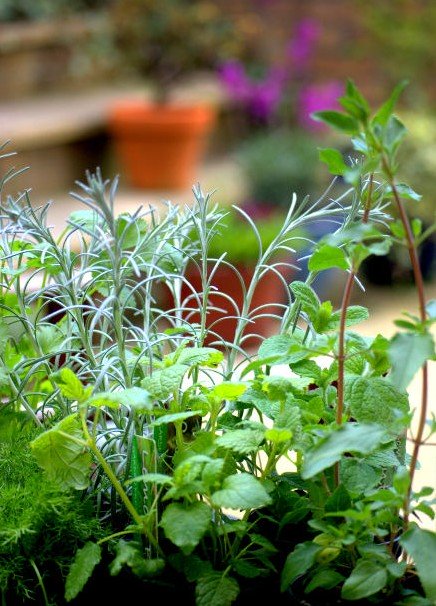 a collection of herbs growing at home