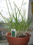 Growing herbs indoors thumbnail