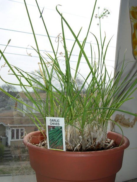 a terracotta pot of chives growing indoors on a window sill