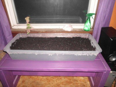 Growing lettuces indoors