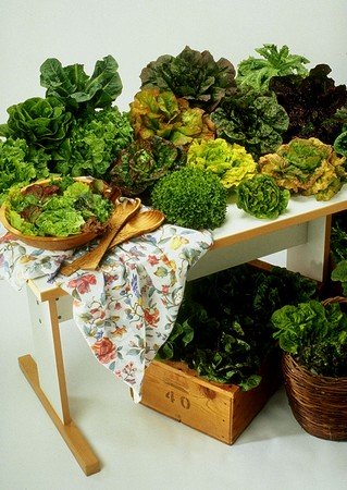a display of the various types of lettuce