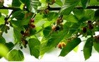 Growing mulberries thumbnail
