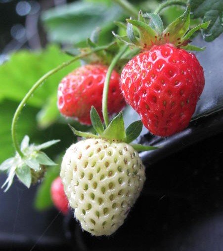 growing organic strawberries