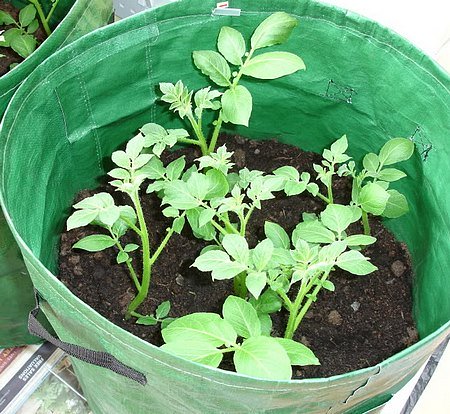 Growing potatoes in containers using bags.