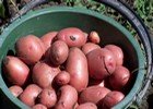 Growing potatoes thumbnail