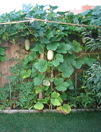 Growing spaghetti squash vertically.