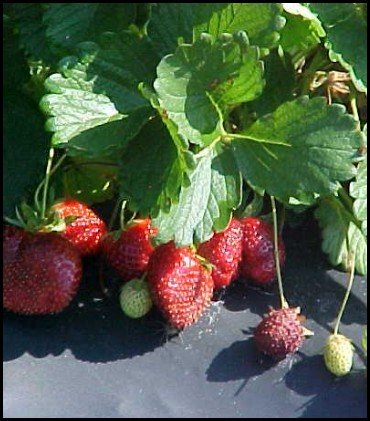 growing strawberries organically