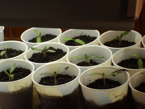 tomato seedlings growing in small pots