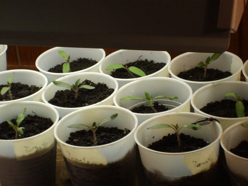 Growing tomatoes from seed