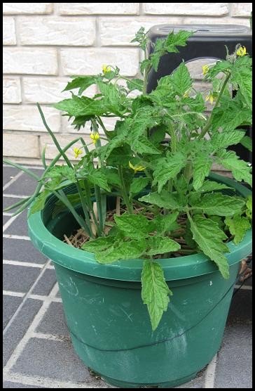 growing tomatoes in containers