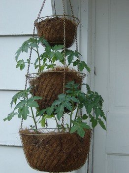 an example of growing tomatoes in hanging baskets