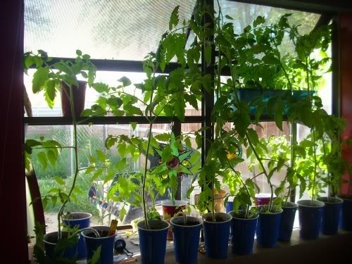 Growing tomatoes indoors on a window sill.