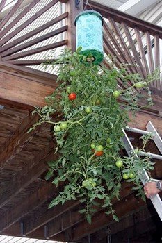 A tomato growing upside down from a balcony