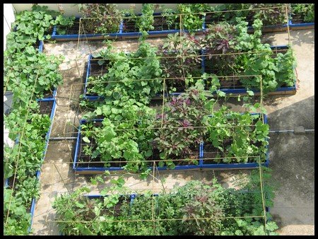 a roof-top organic terrace garden in India