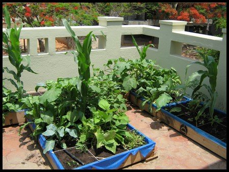 Growing vegetables under the guidance of Dr. Vishwanath