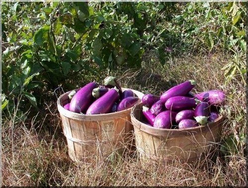 Organically grown eggplants in wicker baskets.