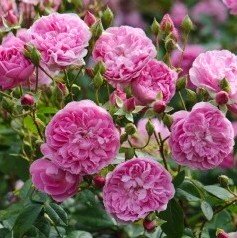 harlow carr hedge rose from David Austin.]\