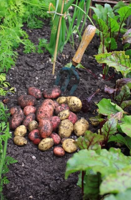 Harvesting potatoes.