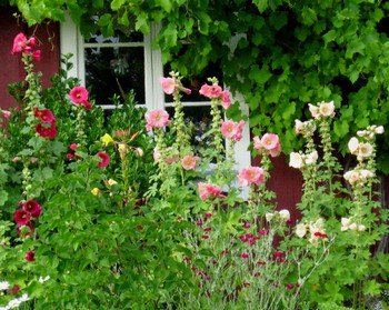 Hollyhocks in a cottage garden.