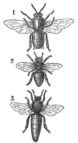 3 types of honey bees - the drone, the worker and the queen bee