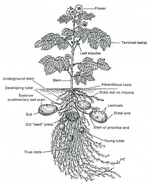 How the potato grows.