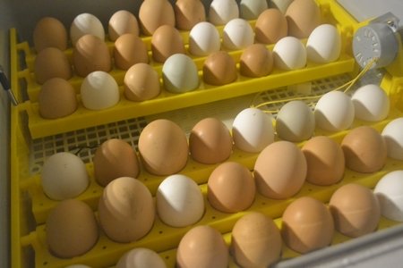 incubating eggs in an automatic incubator