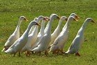 Indian Runner Ducks thumbnail