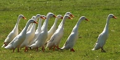 indian runner duck breed