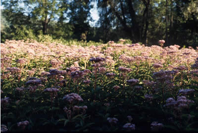 joe pye weed for bees