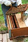 beekeeping