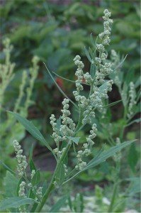 a close-up view of lambs quarters