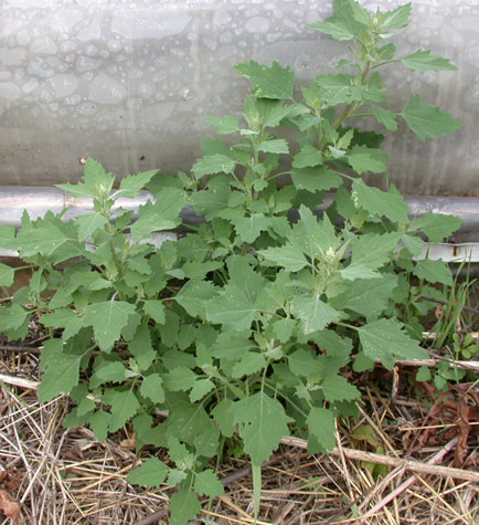 lambsquarters