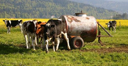 Cattle are covered under livestock insurance.