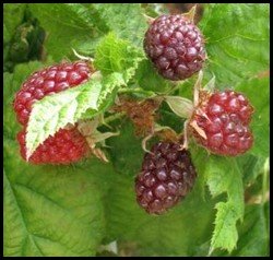 loganberries