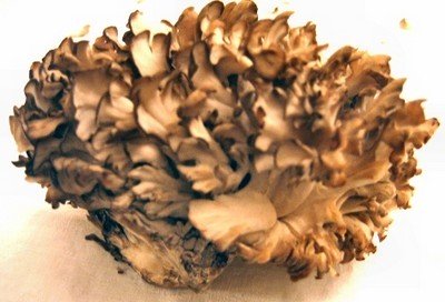 maitake or hen-in-the-woods mushroom