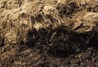 Manure thumbnail